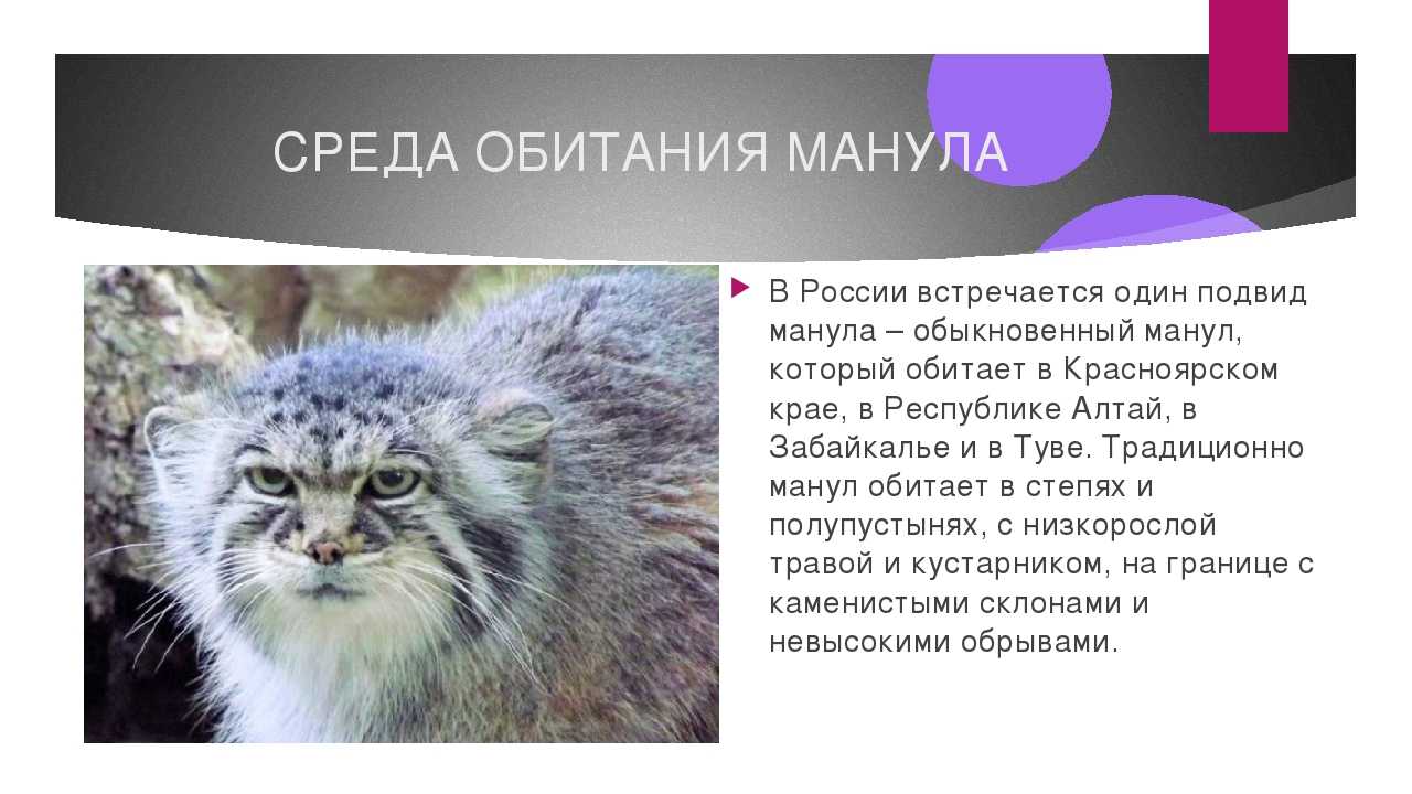 Все виды кошачьих - описание семейства (род) диких хищных кошек, к какому отряду относится кошка