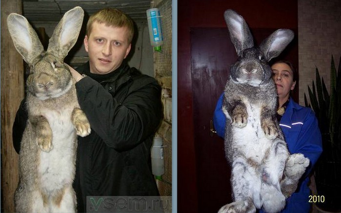 Правильная зайка. Кролик за уши. Кролик на руках. Заяц в квартире. Человек похожий на кролика.