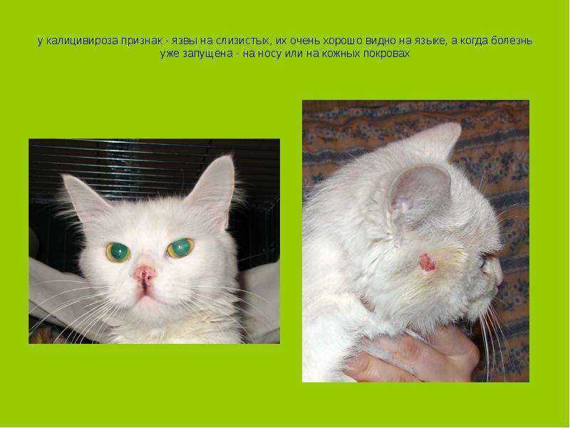 Кальцивироз у кошек - смптомы, признаки, лечение