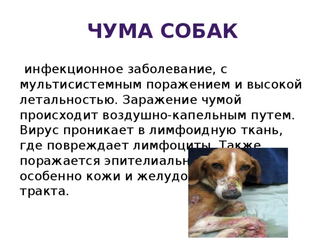 Болезни старых собак: виды, клиническая картина, методы лечения | блог ветклиники "беланта"