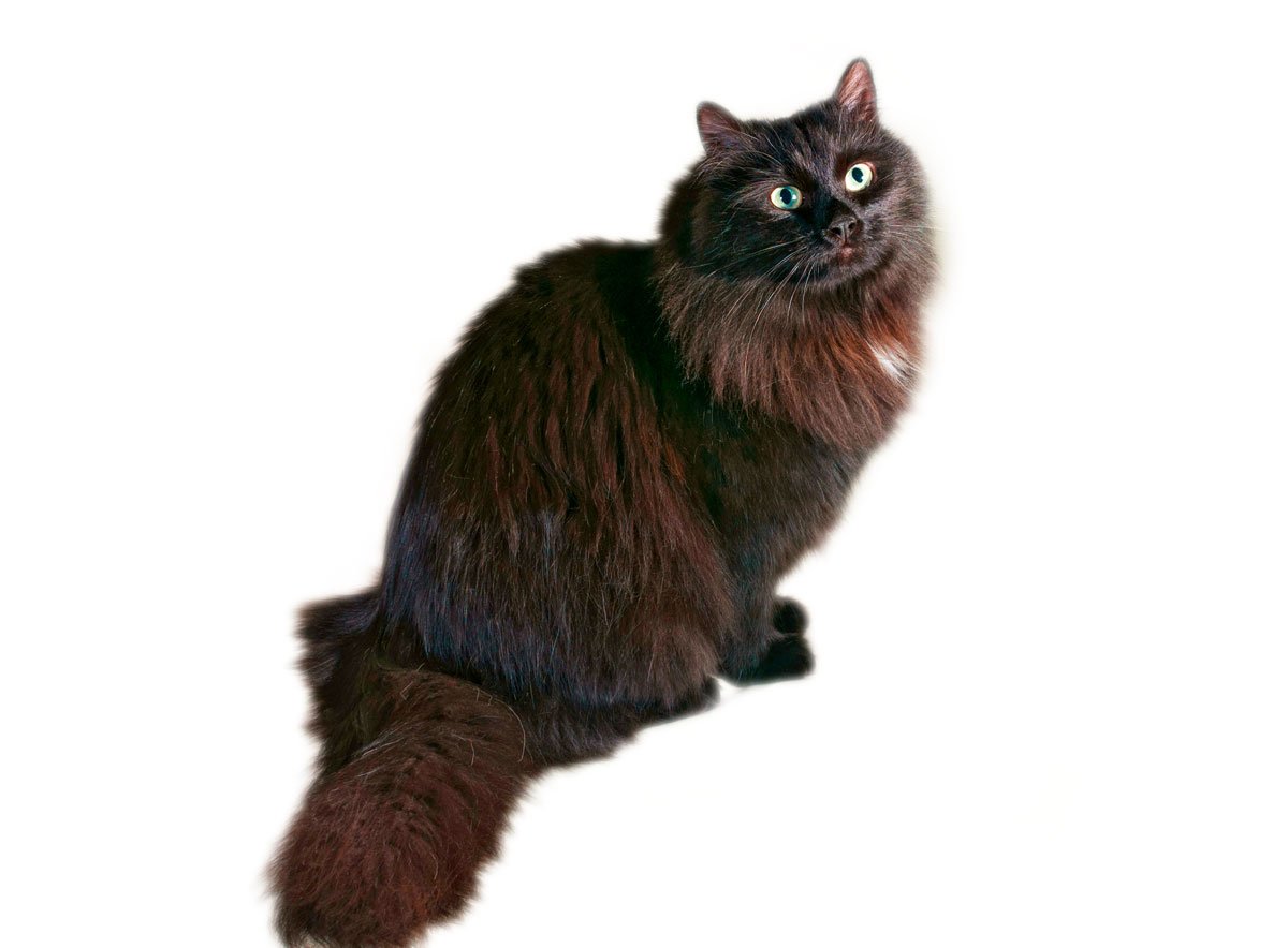 Йоркская шоколадная кошка - описание породы, фото, отзывы, характер