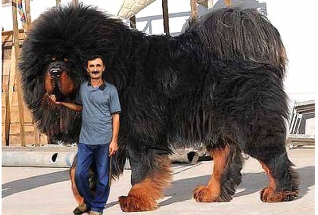 Самая большая собака в мире: обзор самых крупных, высоких пород