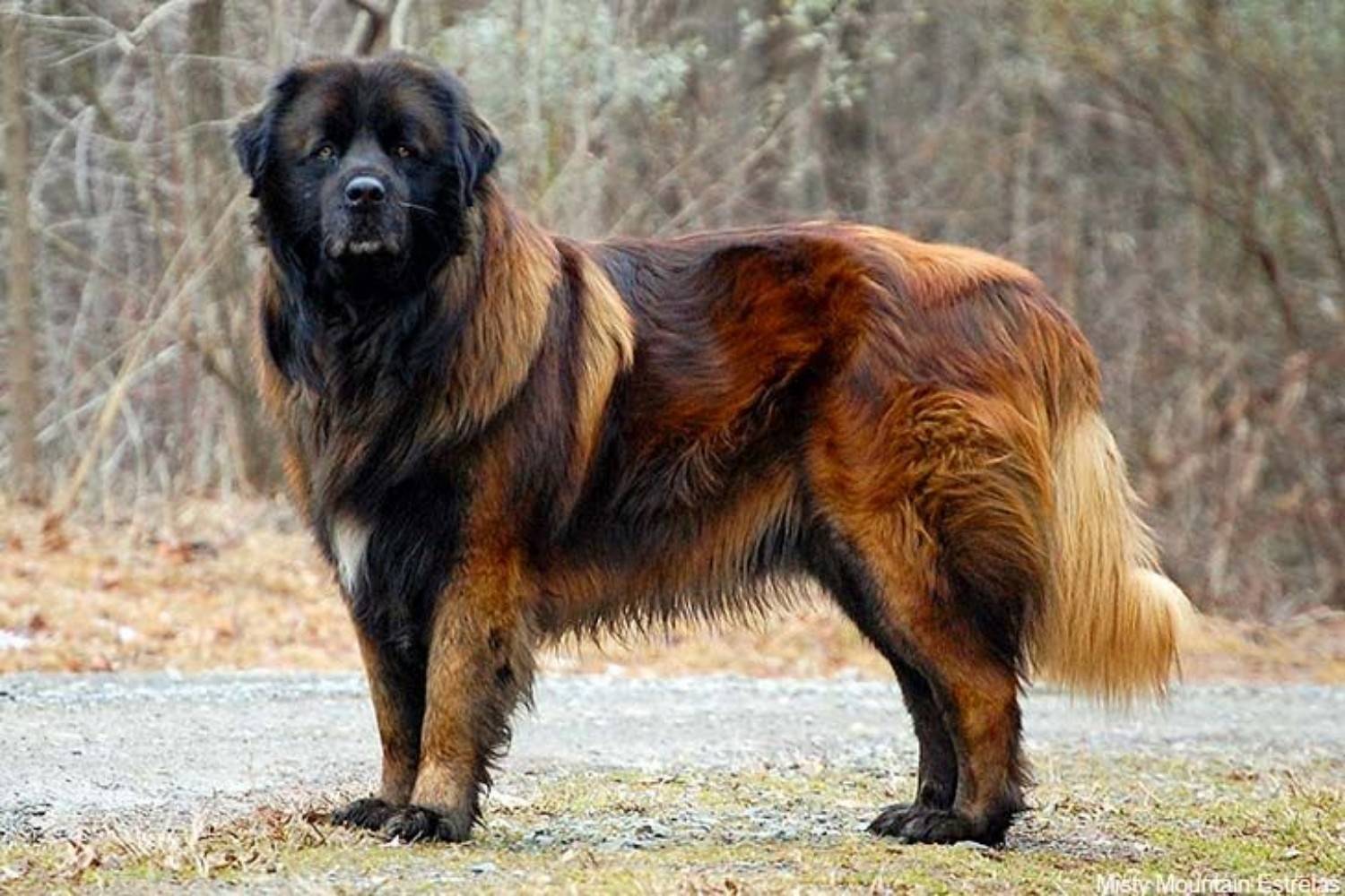 Породы собак больших длинношерстных с фото и названиями