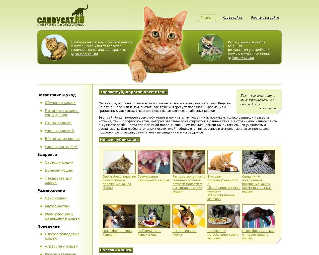 Как воспитывать котенка: советы экспертов о правильном воспитании котенка