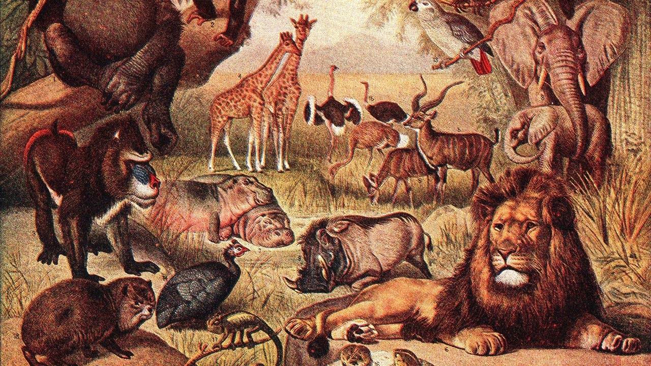 5 животных, от которых зависит жизнь всей фауны