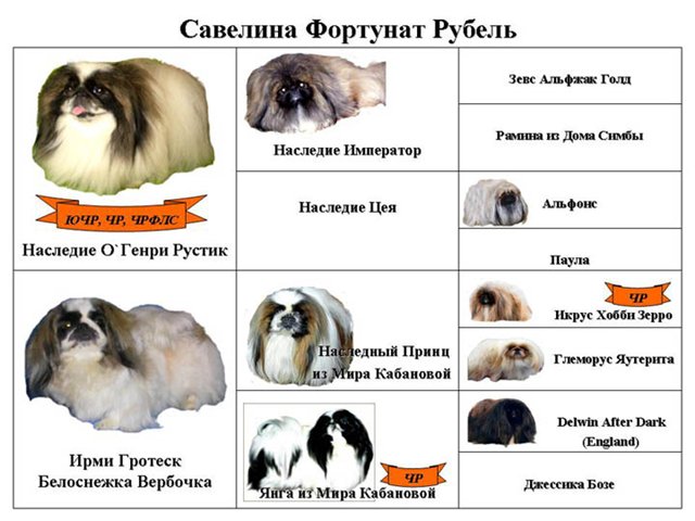Сколько живут пекинесы в домашних условиях!