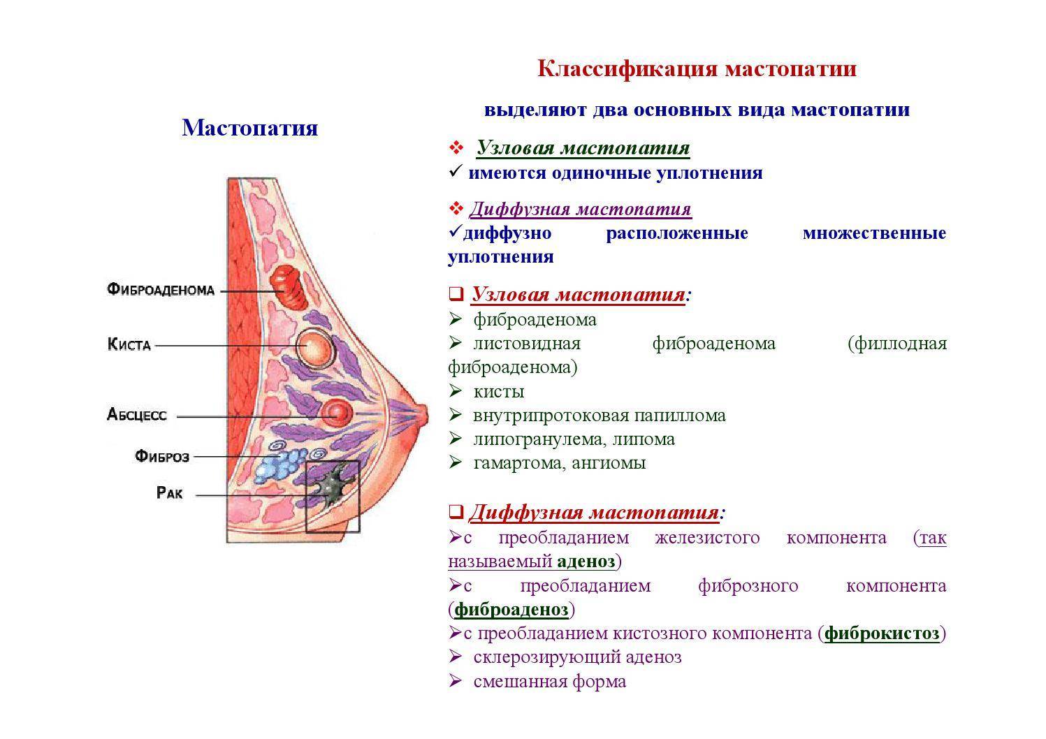 Мастопатия у кошек: причины, симптомы, лечение и профилактика