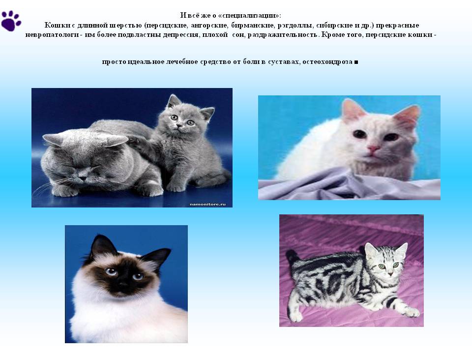 Кошка серенгети: описание породы и особенности характера