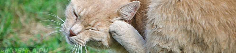 Почему у кота чешутся уши. кот чешет уши и трясет головой: что делать