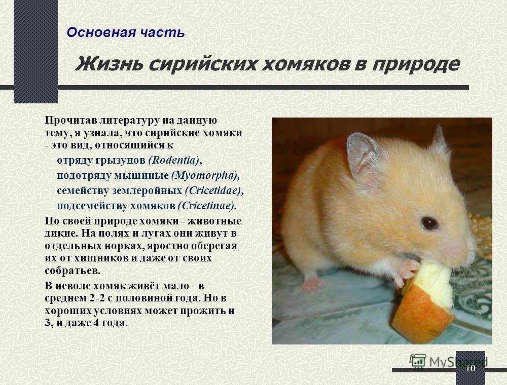 Сколько живут хомяки, как продлить хомячку жизнь