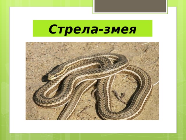 Где обитает и чем удивляет змея-стрела?