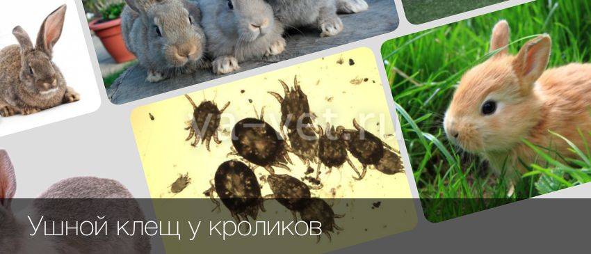 Профилактика и лечение ушного клеща у кроликов