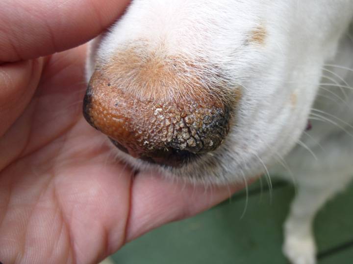 Сухой нос у собаки