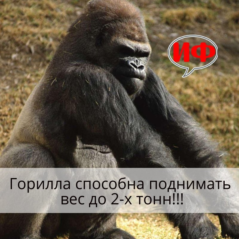 Почему гориллы сильнее штангистов. ведь они полдня спят и не тренируются? - gafki.ru