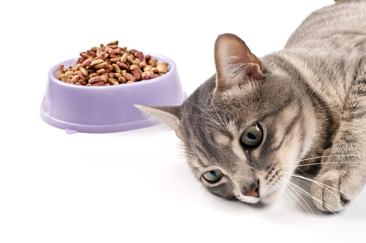 Почему котенок не ест сухой корм: причины и что делать | ваши питомцы