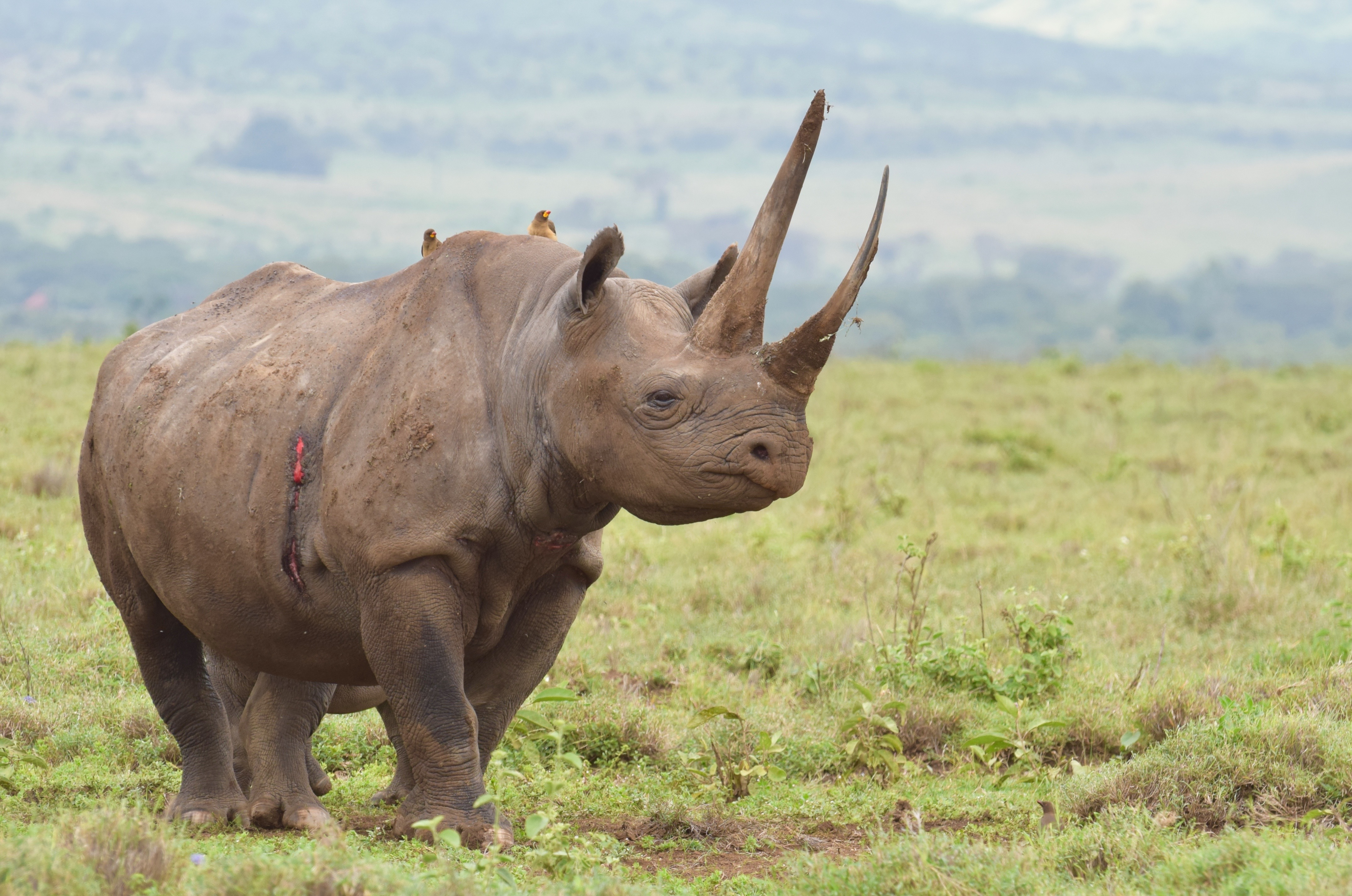 Яванский носорог: характеристики, питание, среда обитания и многое другое ▷➡️ postposmo | постпост