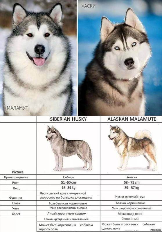 Как выглядят собаки лайки: какие существуют разновидности, их характеристика