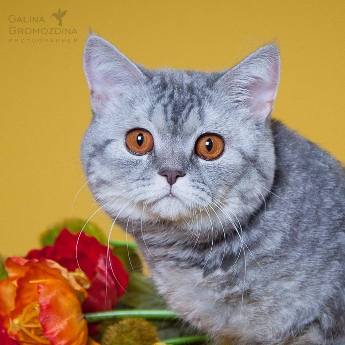 Скоттиш-страйт, или шотландская прямоухая кошка: описание породы, характер животного, фото