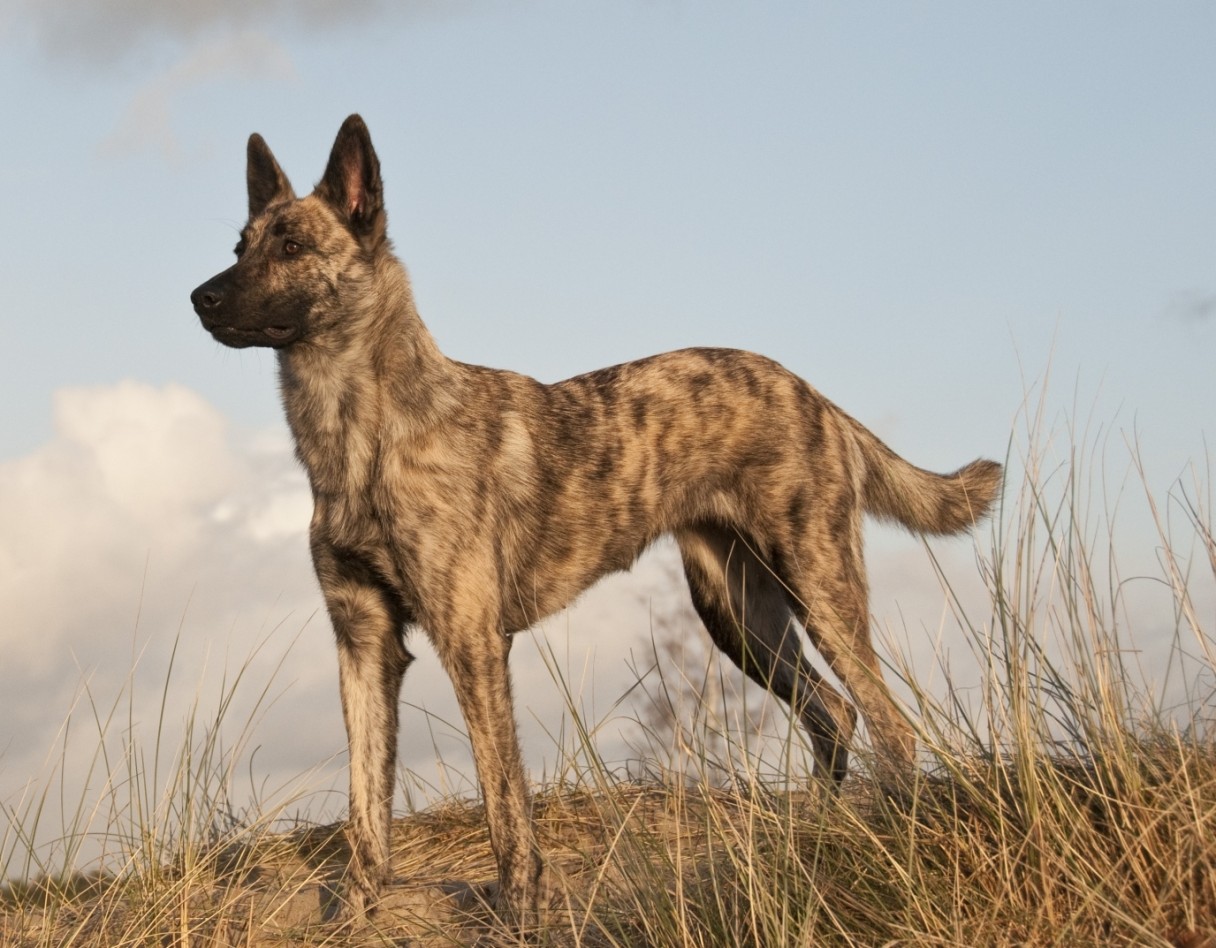 Самые редкие породы собак с фотографиями и названиями
