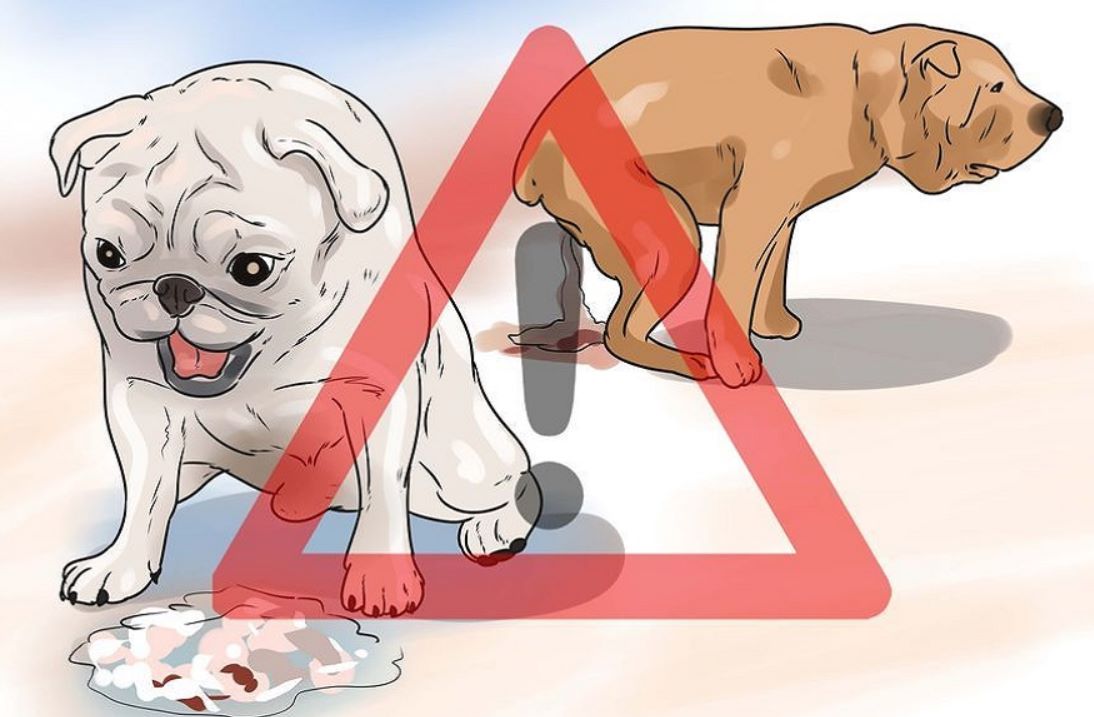 Что делать если понос с кровью у собаки?