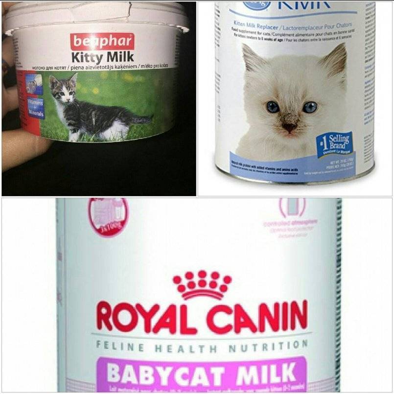 Можно ли кошкам молоко – вся правда о молочном продукте | ваши питомцы