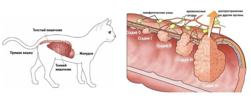 Лечение абсцесса у кота в домашних условиях: параанальный железы