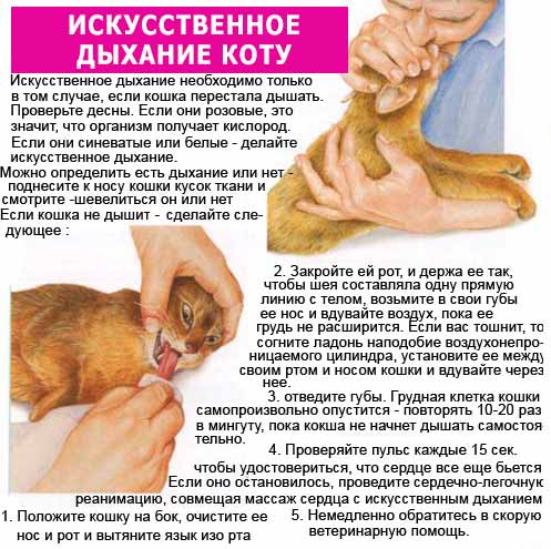 Перелом лапы у кошки: основные виды, их диагностика и первая помощь питомцу