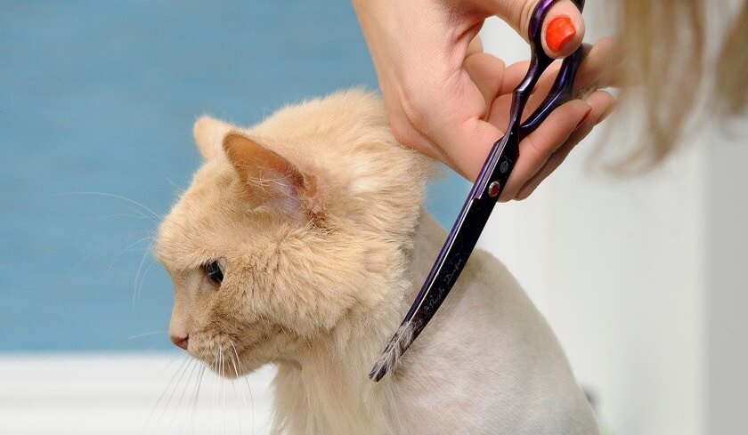 Уход за шерстью кошки: длинношерстной и короткошерстной
