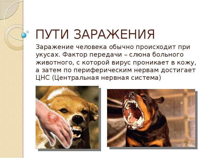 Бешенство: сдать анализ в лаборатории kdlmed