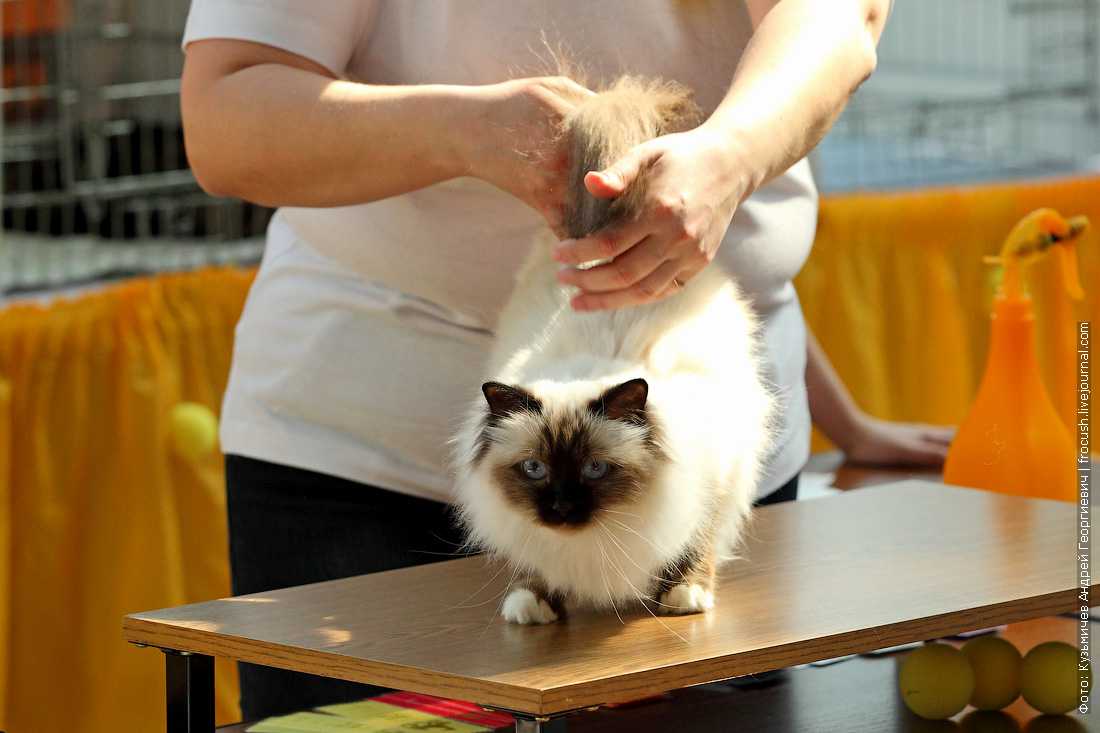 Бирмансая кошка: характер, правила ухода, окрас. 13 фото бирмы