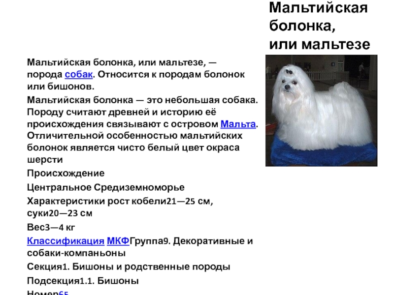 Собака болоньез (итальянская болонка): описание породы, особенности содержания, отзывы :: syl.ru