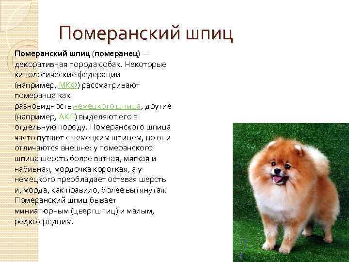 Описание породы померанских шпицев, особенности их характера и стандарты собаки