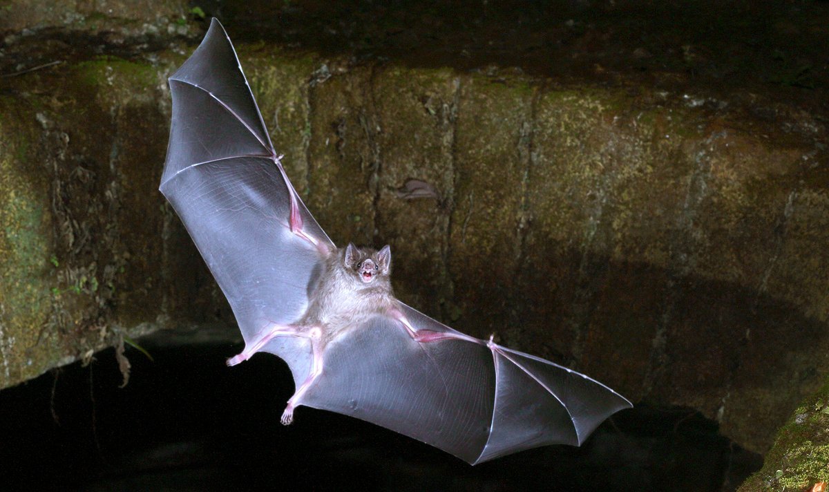 Вампир летучая мышь. особенности биологии вампировых летучих мышей.
