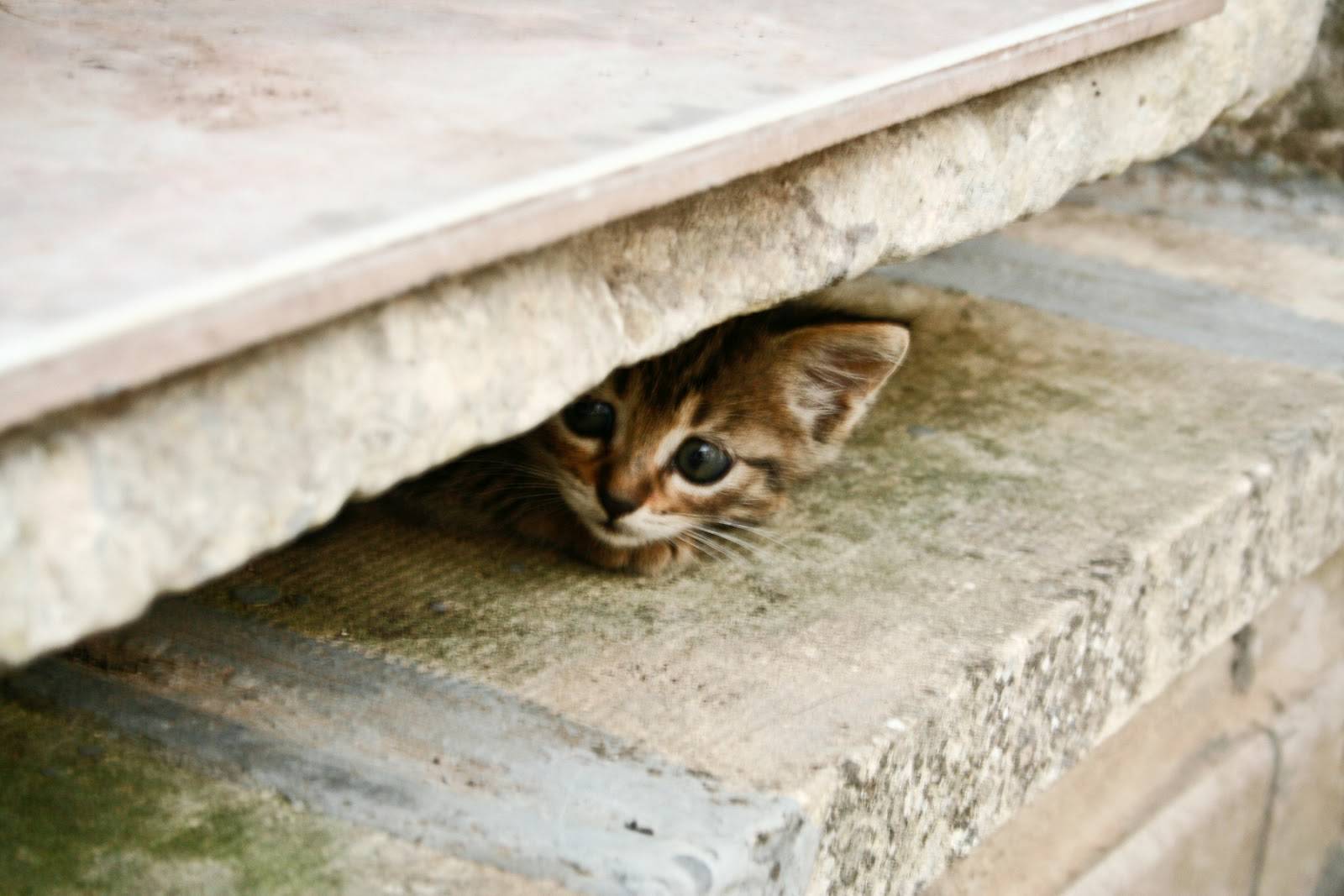 Как правильно искать пропавшую кошку | блог ветклиники "беланта"