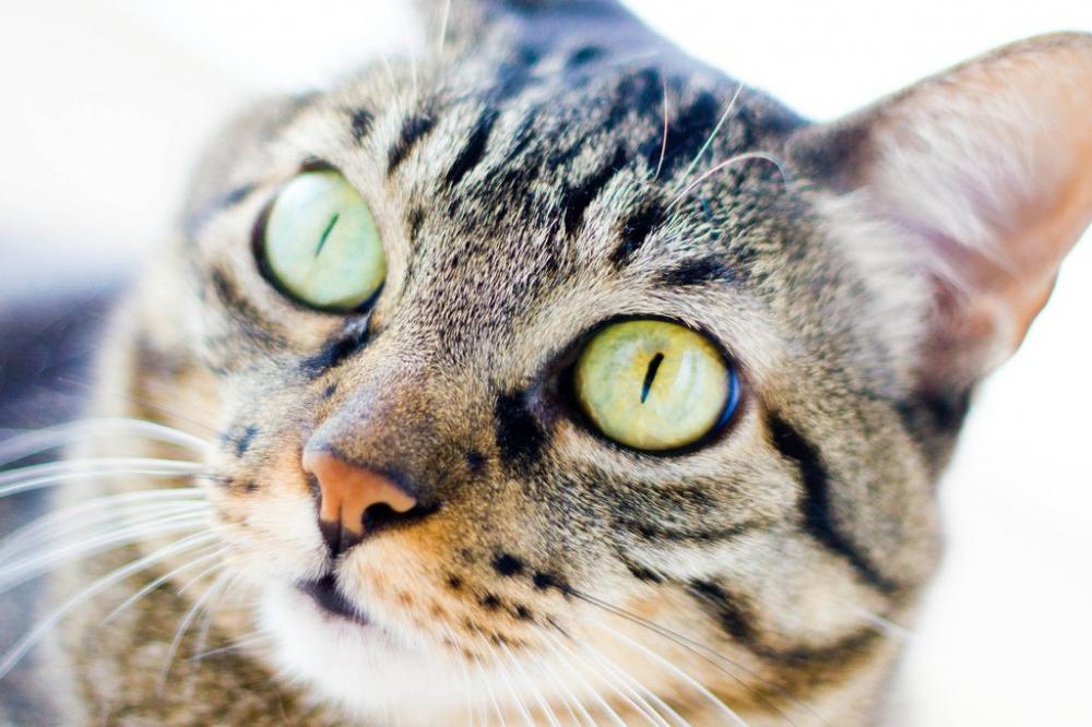 Бразильская короткошерстная кошка — описание пород котов