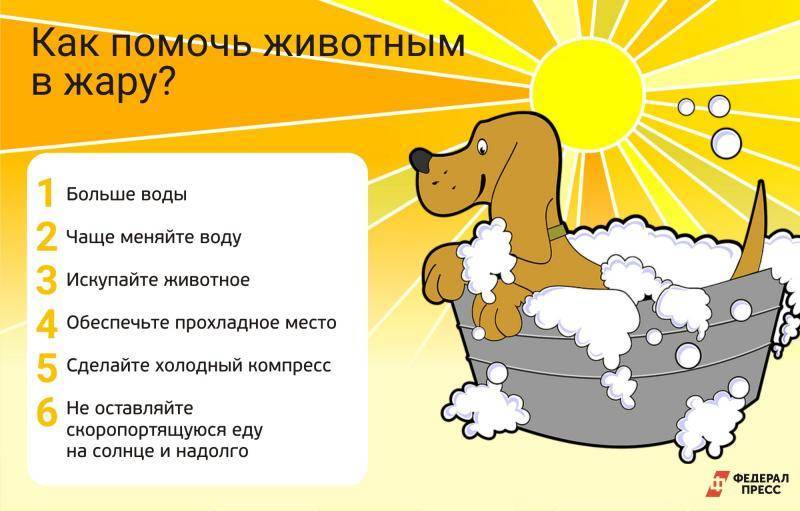 10 советов, как охладить собаку в жару
