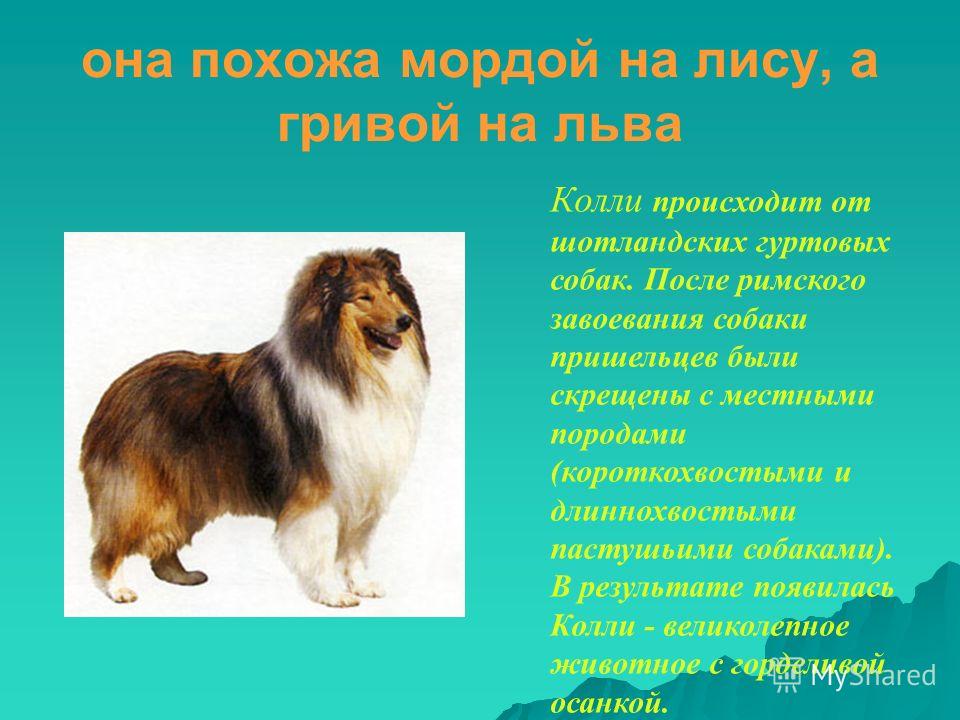 ᐉ описание породы шелти - ➡ motildazoo.ru