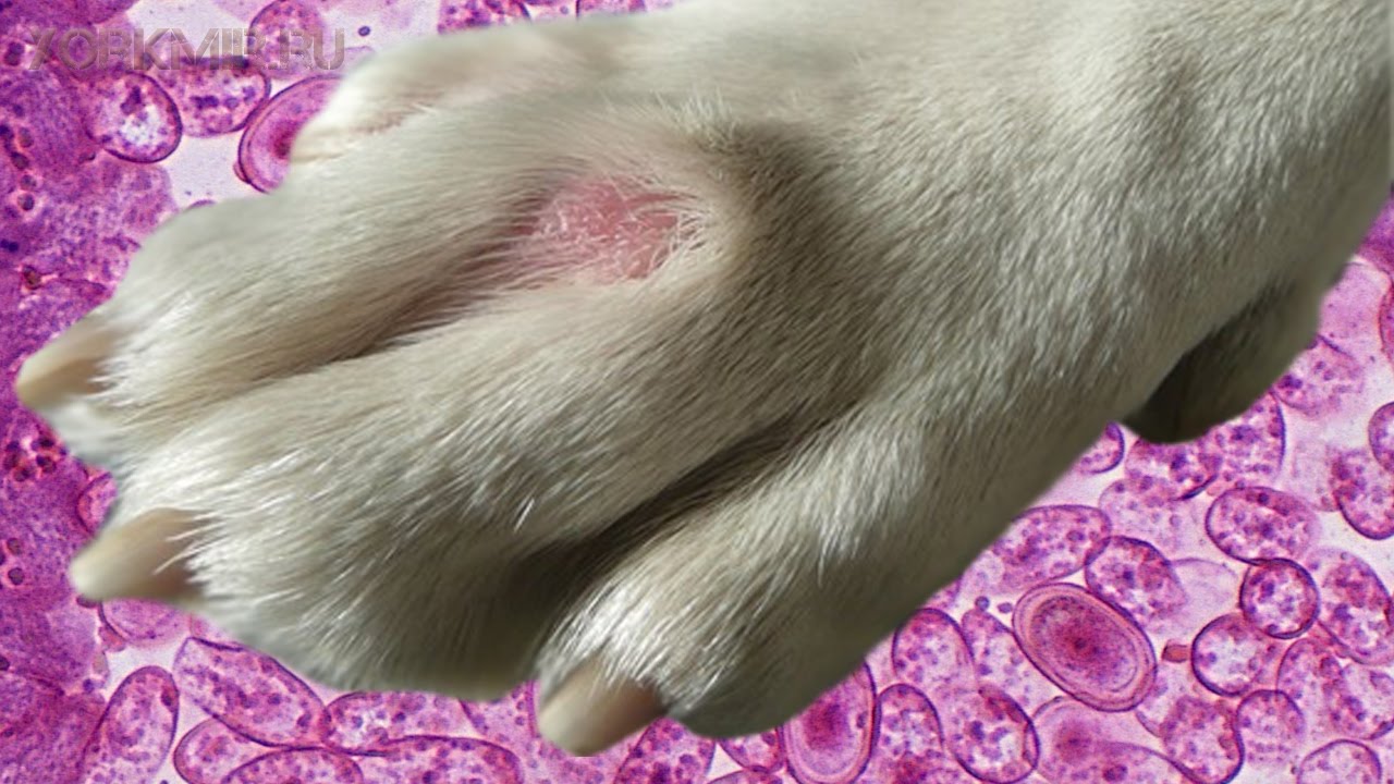 Форвет - межпальцевый дерматит собак , лечение