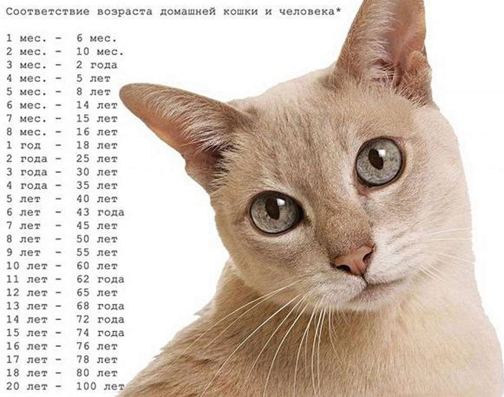 Возраст кошки по человеческим меркам – таблицы соответствия возраста человека и питомца