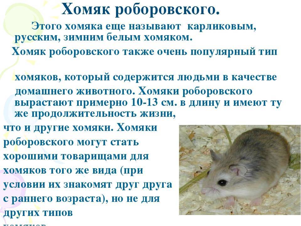 Сколько лет живет джунгарский хомяк (джунгарик) в домашних условиях?