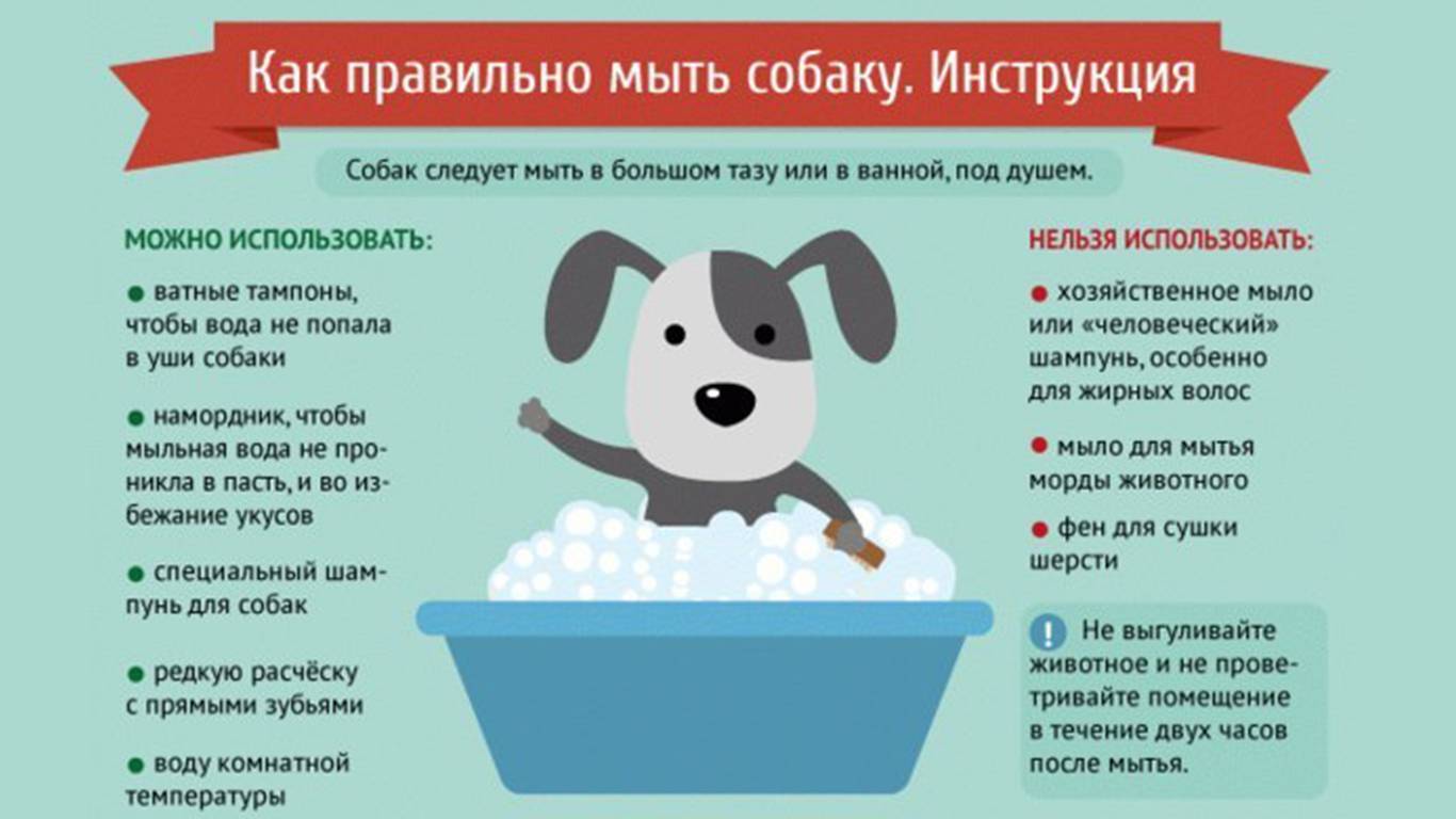Как часто мыть собаку