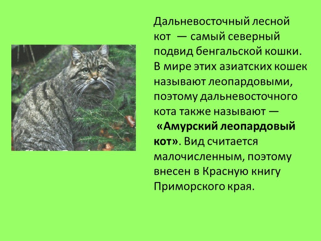 Дальневосточный лесной кот