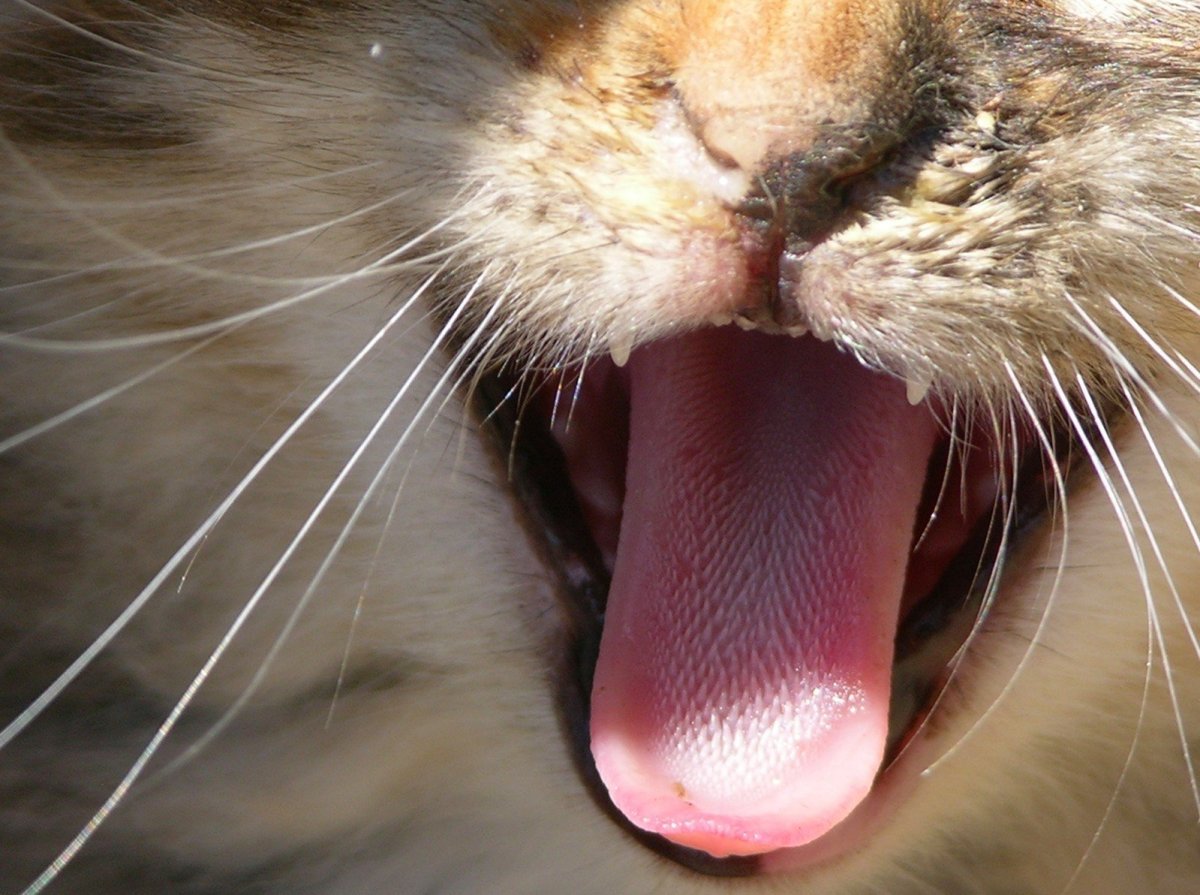 Почему у котенка синяя пасть — о животных на чистоту