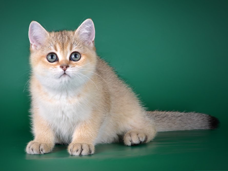 Окрасы шиншилла с табби у кошек - руководство по определению окраса в рисунках. британский зеленоглазый котенок в драгоценном окрасе серебристая шиншилла