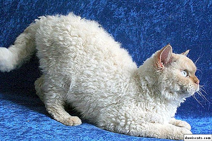 Селкирк рекс: описание породы, характер, фото кошки короткошерстной и длинношёрстной, отзывы владельцев