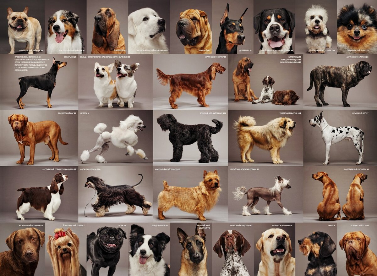 Самые добрые собаки - топ-10 с фото