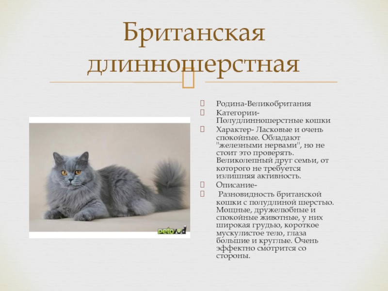 Британская кошка — история происхождения, описание породы, шерсть, вязка, уход + 84 фото