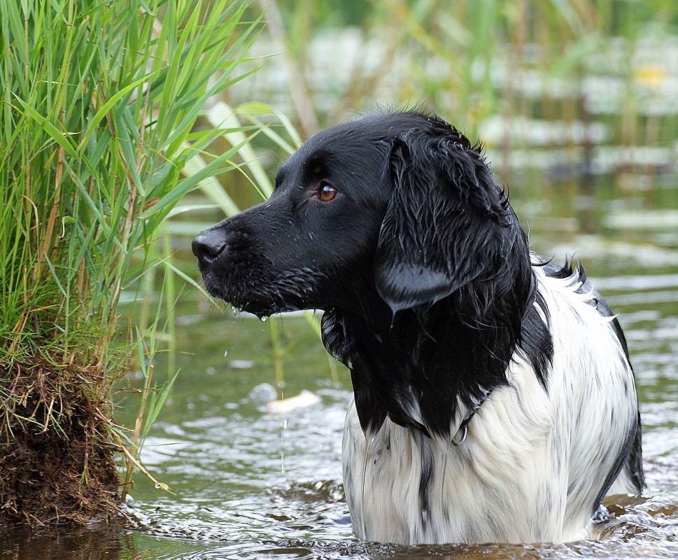 Голландский водяной спаниель: описание, характер, фото | все о собаках