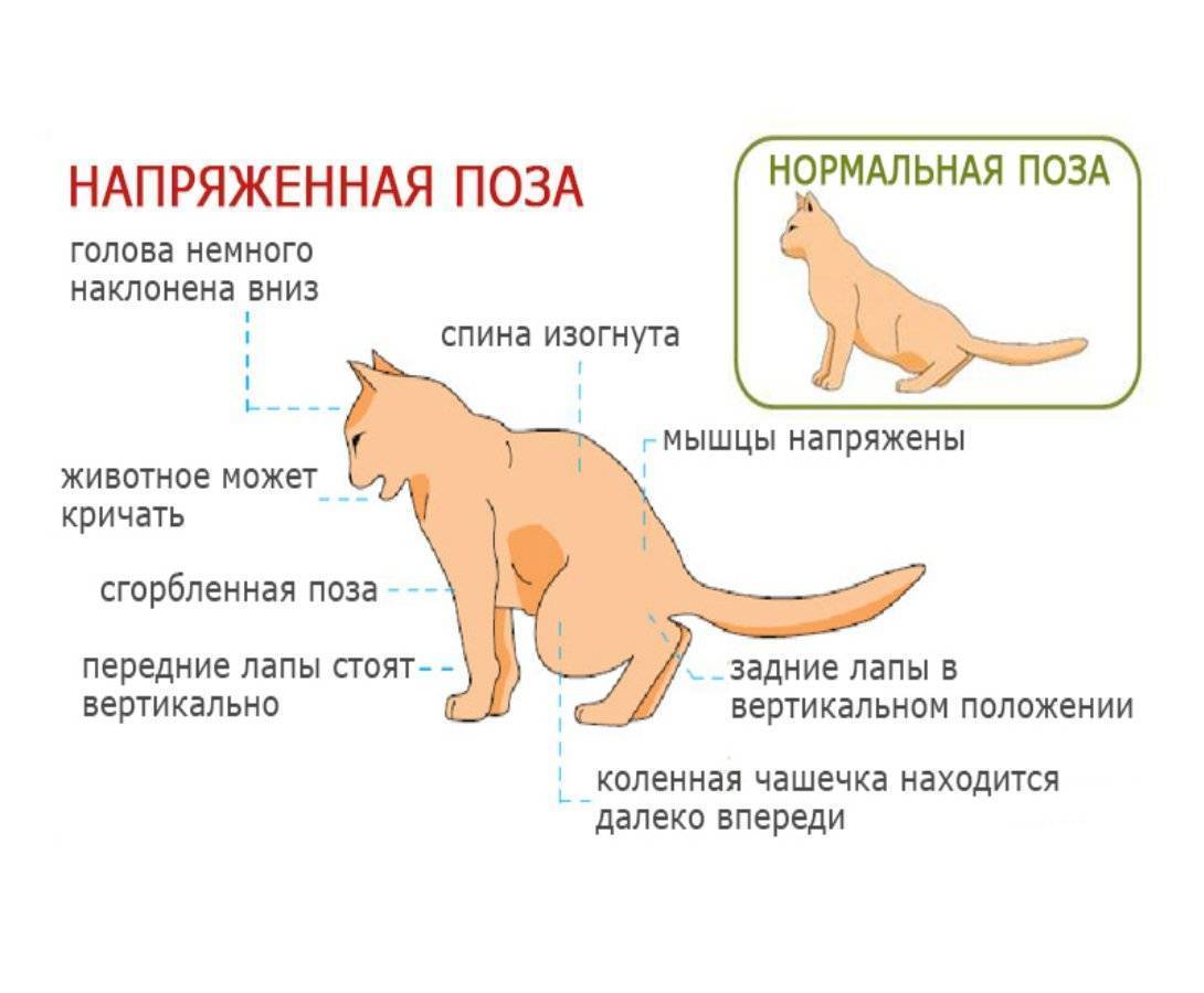 Почему у кошки твердый живот?