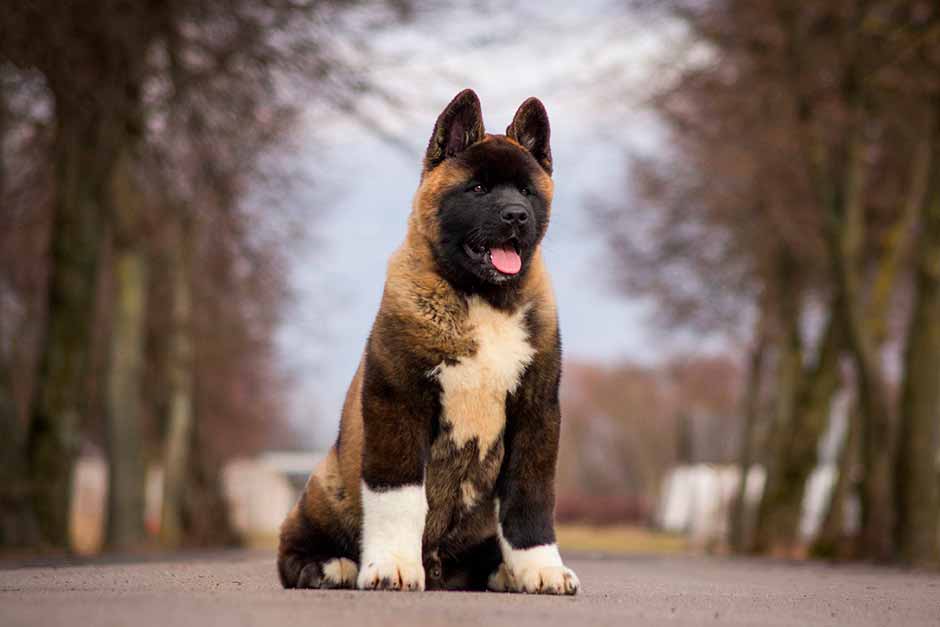 Порода собаки американская акита: описание, характер, дрессировка, уход
